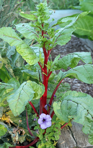 Chard bolting not a common sight.