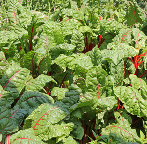 Space chard plants a foot apart.