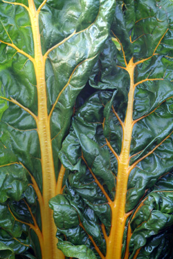 Chard leaves have prominent midribs.