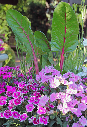 Pink-petioled chard rises above pink dianthus in a container.