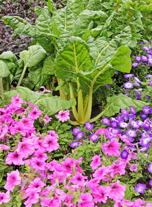 Chard provides vertical interest among petunias.