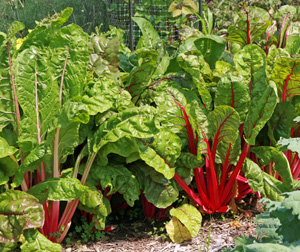 Chard is grown for its edible leaves and petioles.