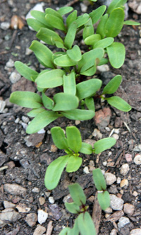 Chard seedlings.