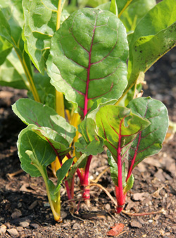 Young chard plants.