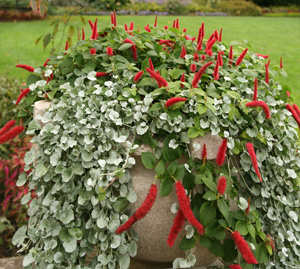 Acalypha hispida grown in a container with Dicondra Silver Falls at Boerner Botanic Gardens, WI.