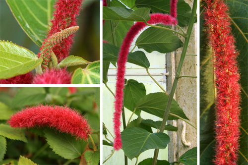 Female flowers of Acalypha hispida.