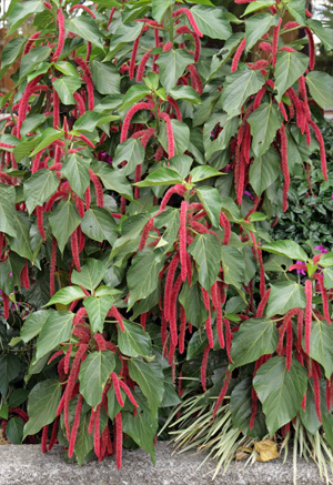 Chenille Plant Acalypha hispida Wisconsin Horticulture