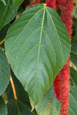 A leaf of Acalypha hispida.