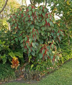 Chenille Plant, Acalypha hispida – Wisconsin Horticulture