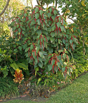 Acalypha hispida as a landscape ornamental in Costa Rica.