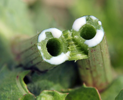 Milky sap exuding from a cut stem.