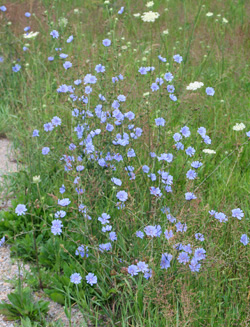 Zichorie, Cichorium intybus, blühend.