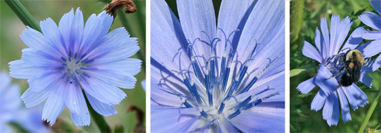 As flores azuis distintivas da chicória têm numerosas flores de raios, cada uma com pontas rombas dentadas (L) e anteras azuis e estilos (C). As flores são visitadas por muitos insetos diferentes, incluindo abelhas (R).