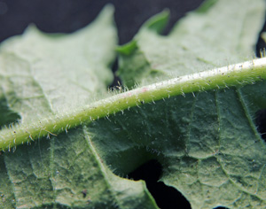 La parte inferiore di una foglia di cicoria è approssimativamente pelosa.