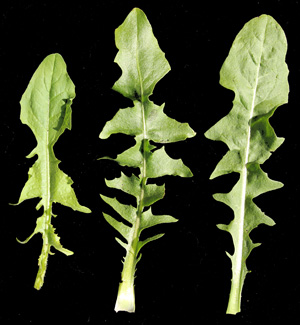 Variation in the lobes on chicory leaves.