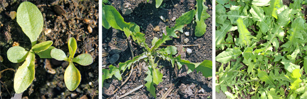 Setzlinge (L), Jungpflanze (C) und eine Menge junger Rosetten der Wegwarte (R).