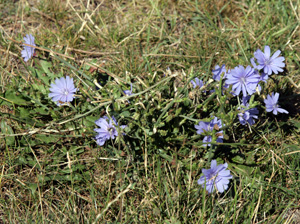 When repeatedly mowed off, chicory blooms close to the ground.