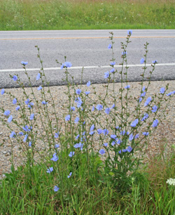 Chicory is common along roadsides.