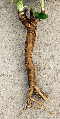 A chicory plant root.