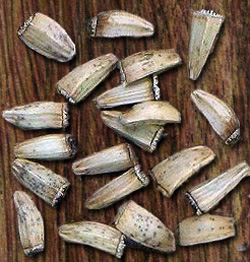 Chicory seeds.