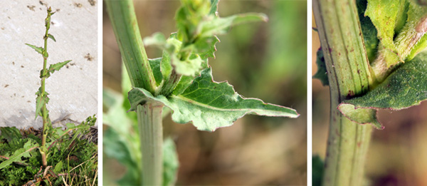  花茎に生える上部の葉は、基部の葉よりはるかに小さく、一般に小葉がなく、茎をはさむ。