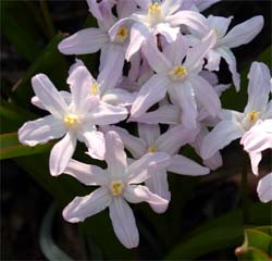 The cultivar Pink Giant has pale pink flowers.