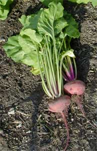 Recently harvested chioggia beets.