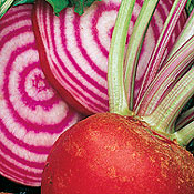 Chioggia beets are as easy to grow as any other cultivar.