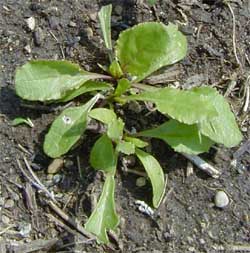 Seedling chioggia beets. 