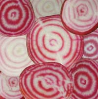 There is a lot of variation in the coloration of individual chioggia beets.