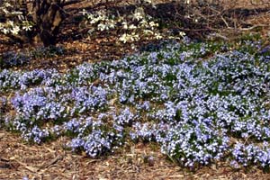 Chionodoxa easily naturalizes.