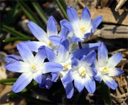 Glory-of-the-snow normally has blue flowers with a white center.