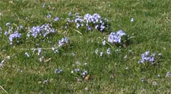 Chionodoxa can be naturalized in a lawn.
