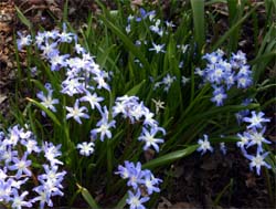 Chionodoxa forbesii blooming in spring.