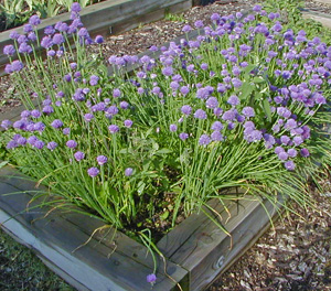 Chives can be harvested at any time and the flowers are edible, too.