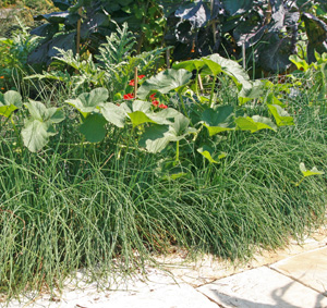 Chives used as a border planting.