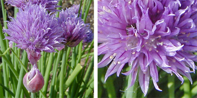 The globe-shaped inflorescences (L) are composed of many individual florets (R).