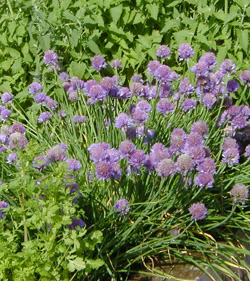 Chives blooming among other herbs.