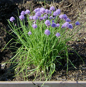 Chives are a popular herb for the home garden.