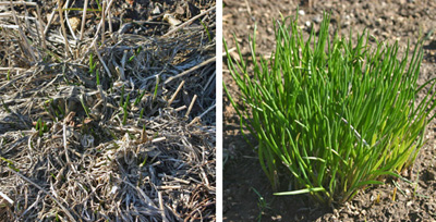 Chives coming out of winter dormancy (L) and new growth in spring (R).