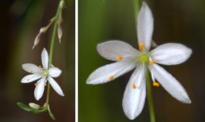 chlorophytum comosum flower