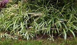 Spider plant can be grown as a ground cover outdoors in warmer climates. 