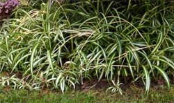 spider plant in the ground