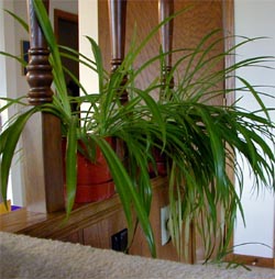 Spider plant helps clean indoor air.