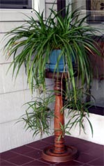 Spider plant is well suited to hanging containers. 