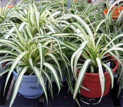 Spider plant, Chlorophytum comosum, is one of the most common houseplants.
