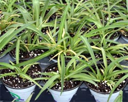 Spider plant is easy to propagate.