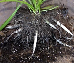 Thick, fleshy roots allow spider plant to tolerate inconsistent watering. 