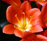 The flowers of clivia resemble amaryllis flowers.