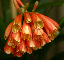 Clivia cultivar 'Gardenia'